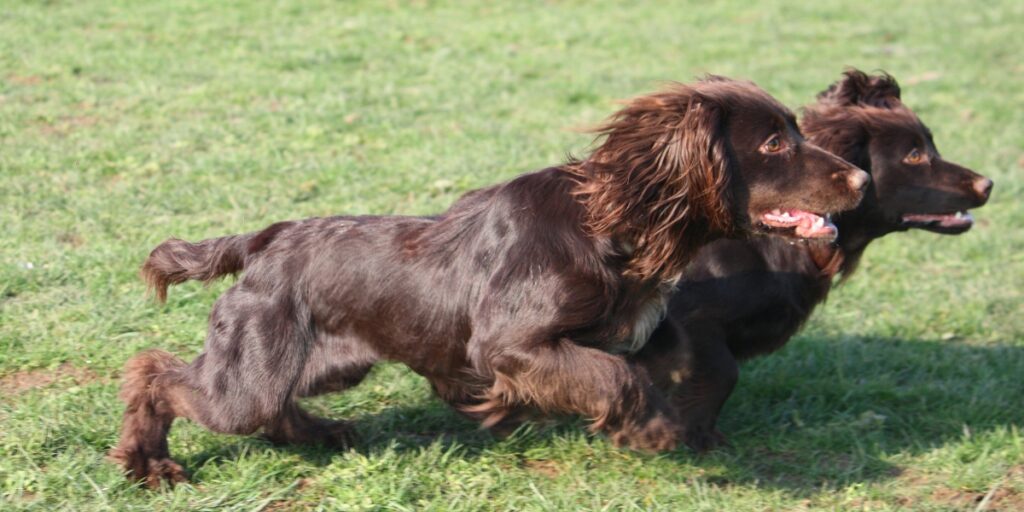 Working cocker spaniel