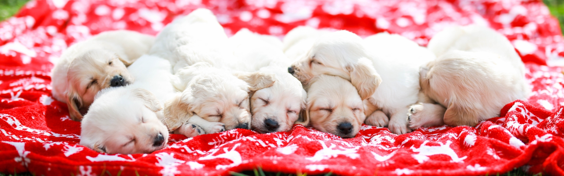 Labrador puppies