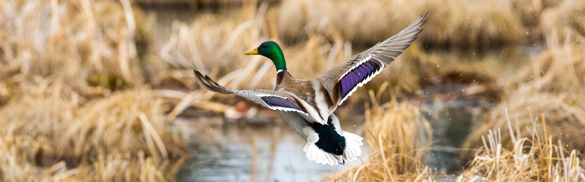 Duck over a pond