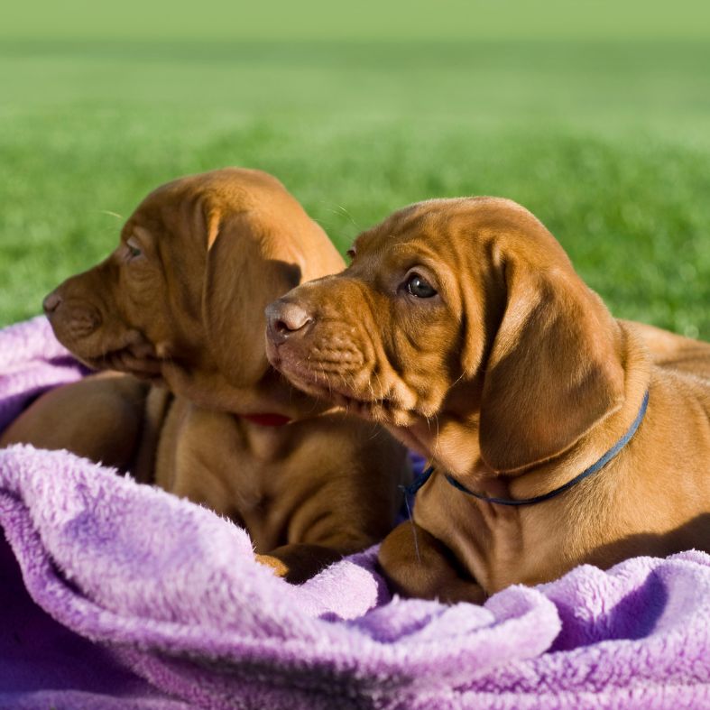 Hungarian vizsla puppies