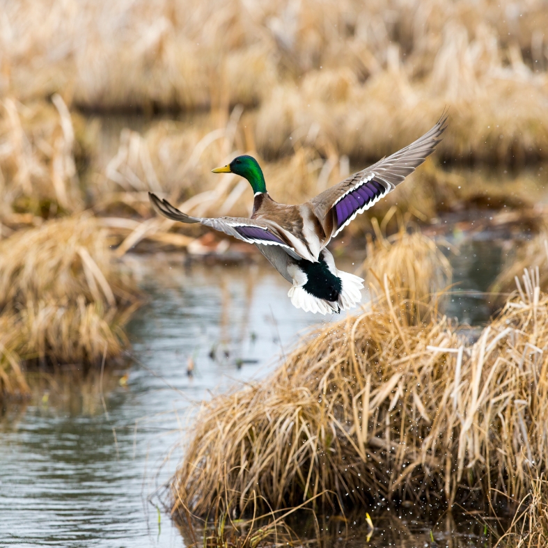 Duck over a pond