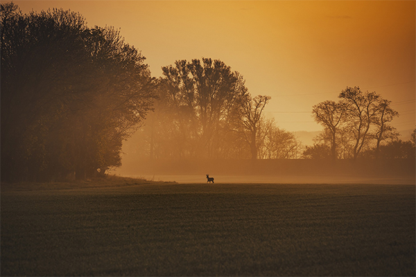 A deer alone in a field at sunset