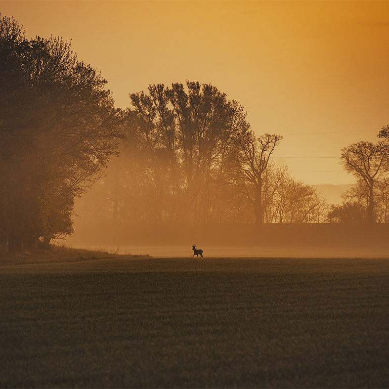 A deer alone in a field at sunset