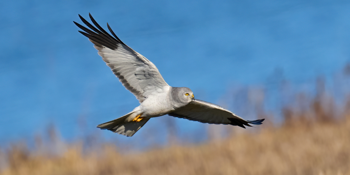 Male hen harrier in flight