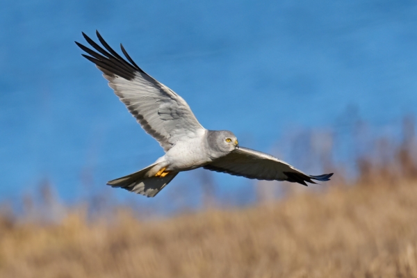 male hen harrier in flight