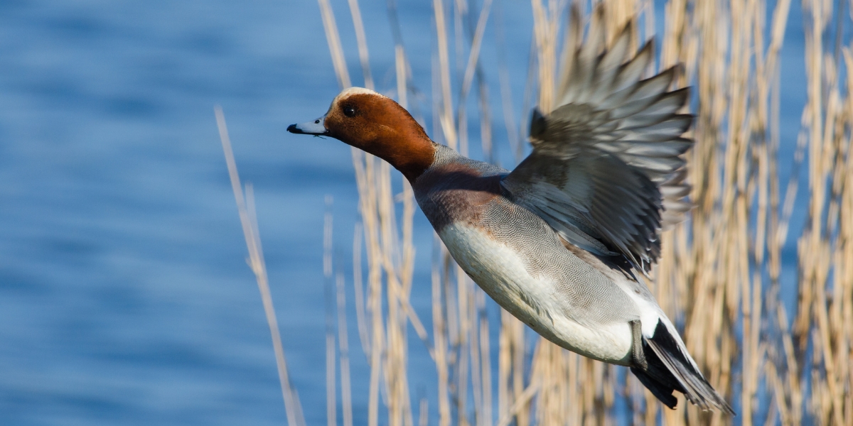 wigeon taking off from water