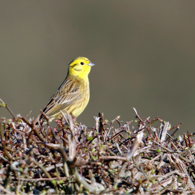 yellow hammer sitting on a hedgerow