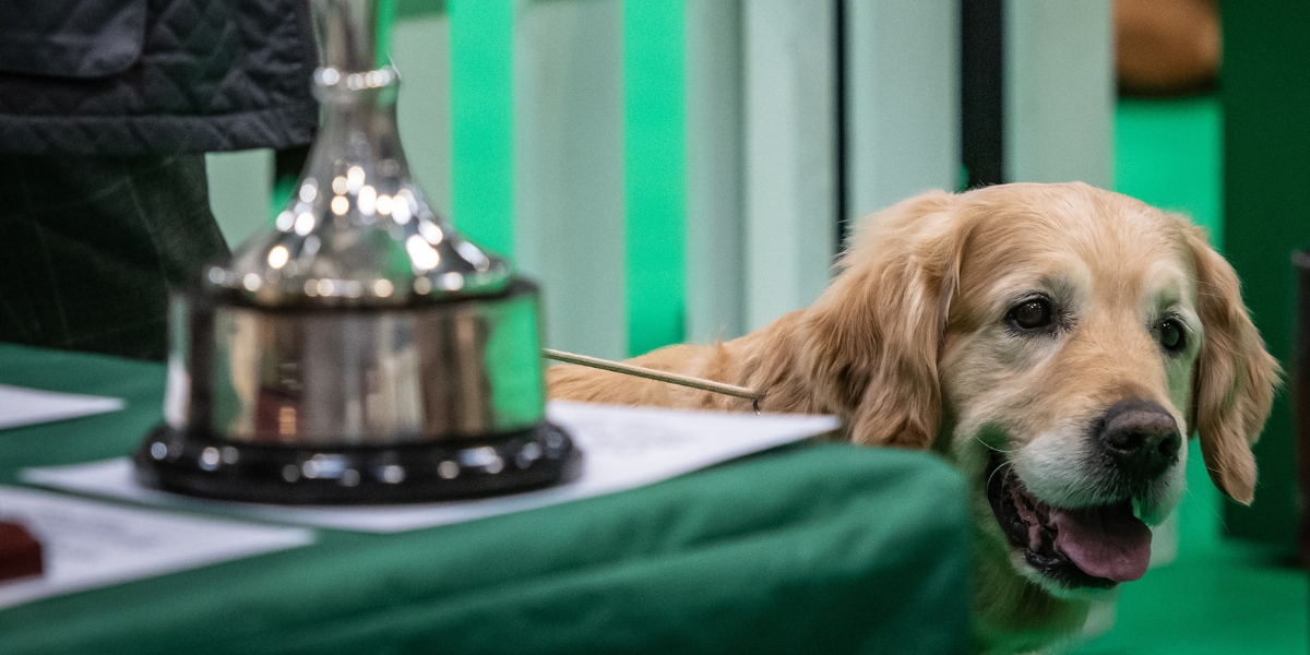 Golden retriever at Crufts