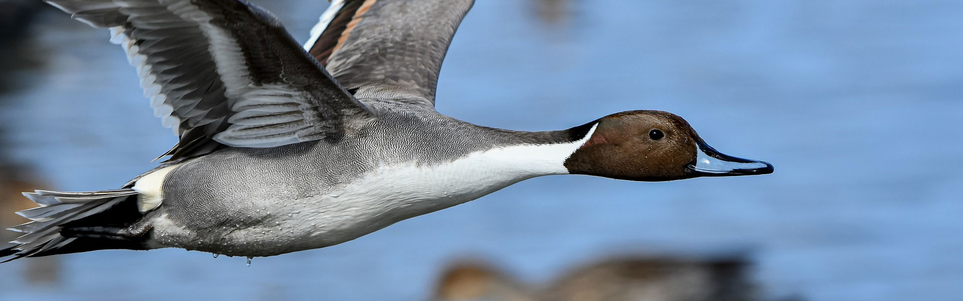 Northern Pintail