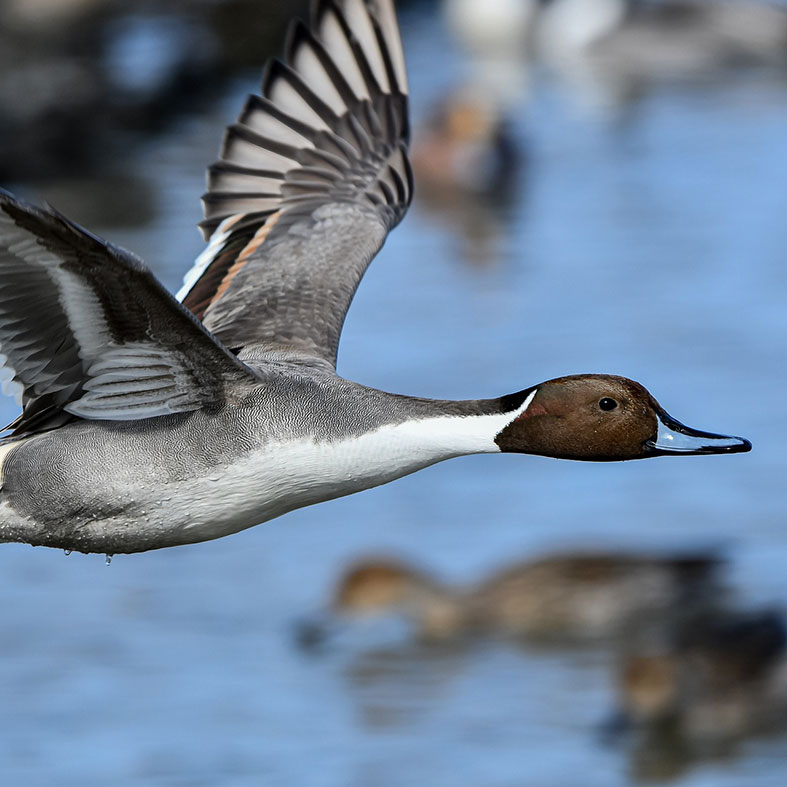 Northern Pintail