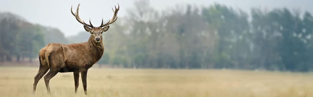 Red deer stag