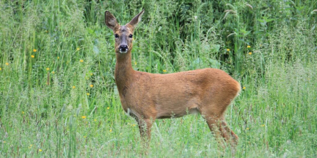 Wild deer are a great source of healthy venison