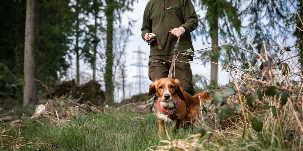 having a trained deer dog to follow a shot deer is part of best practice guidelines