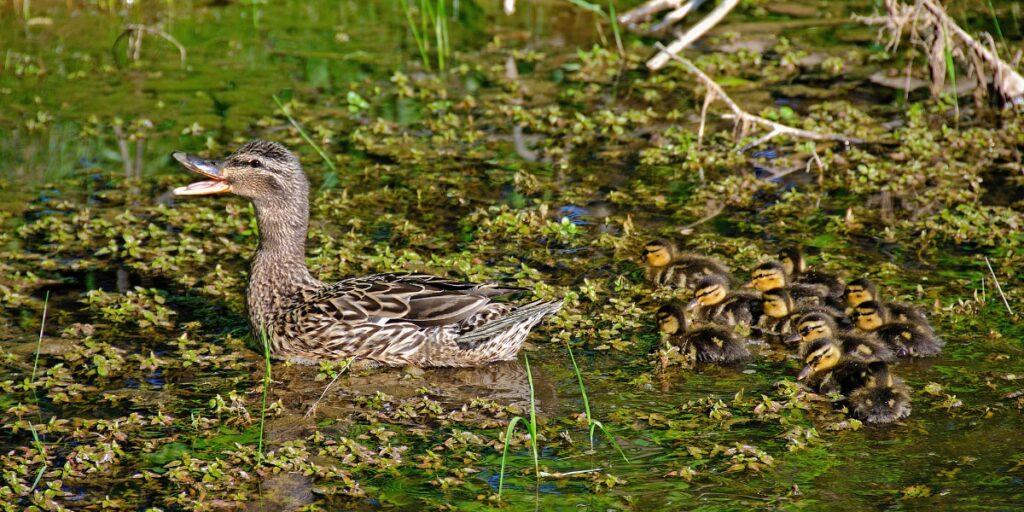 scientific research helps monitor duck populations