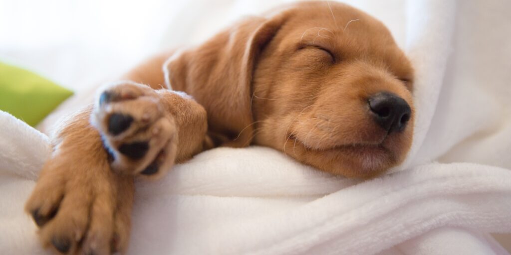 Labrador puppy sleeping peacefully