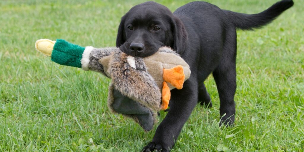 Labrador puppy playing