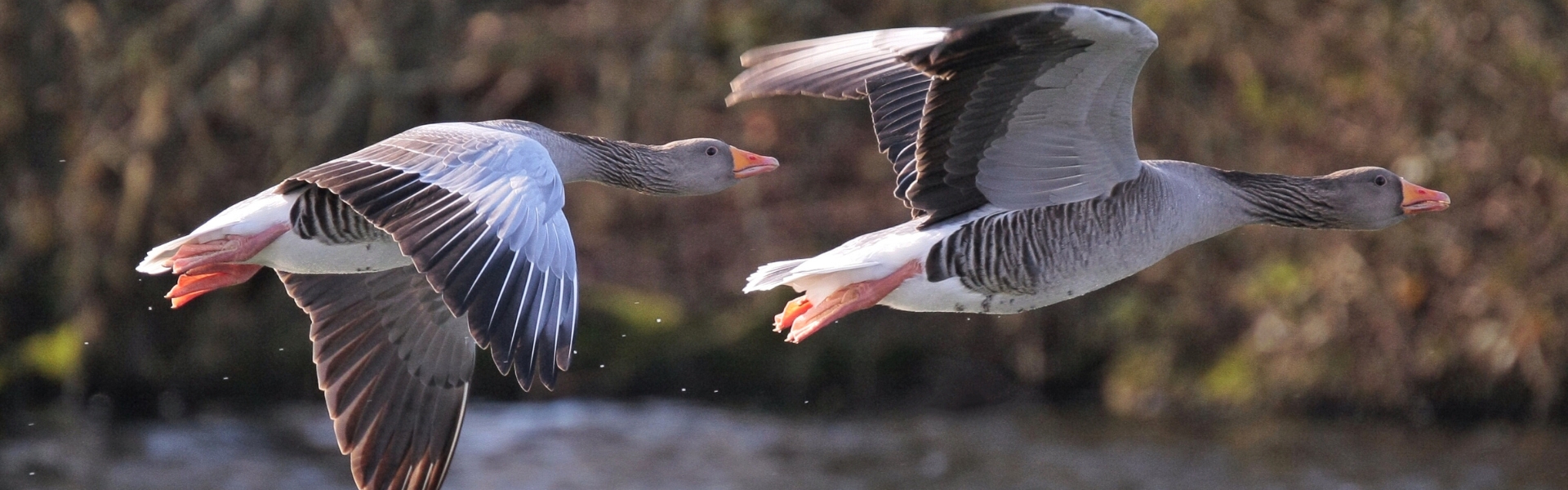 Greylag geese in flight