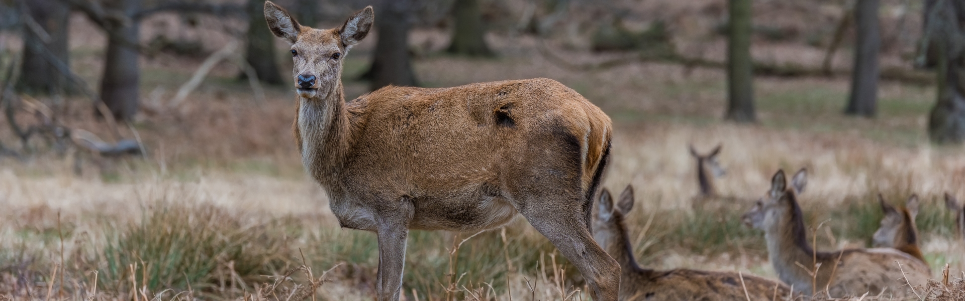 Best practice guides guide deer management in the UK