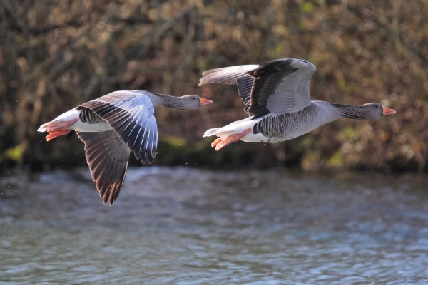 wigeon in flight