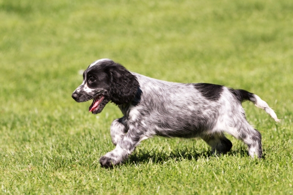 working cocker spaniel puppy