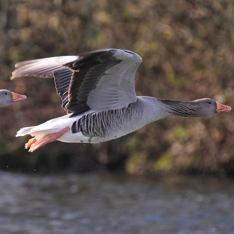 Greylag geese