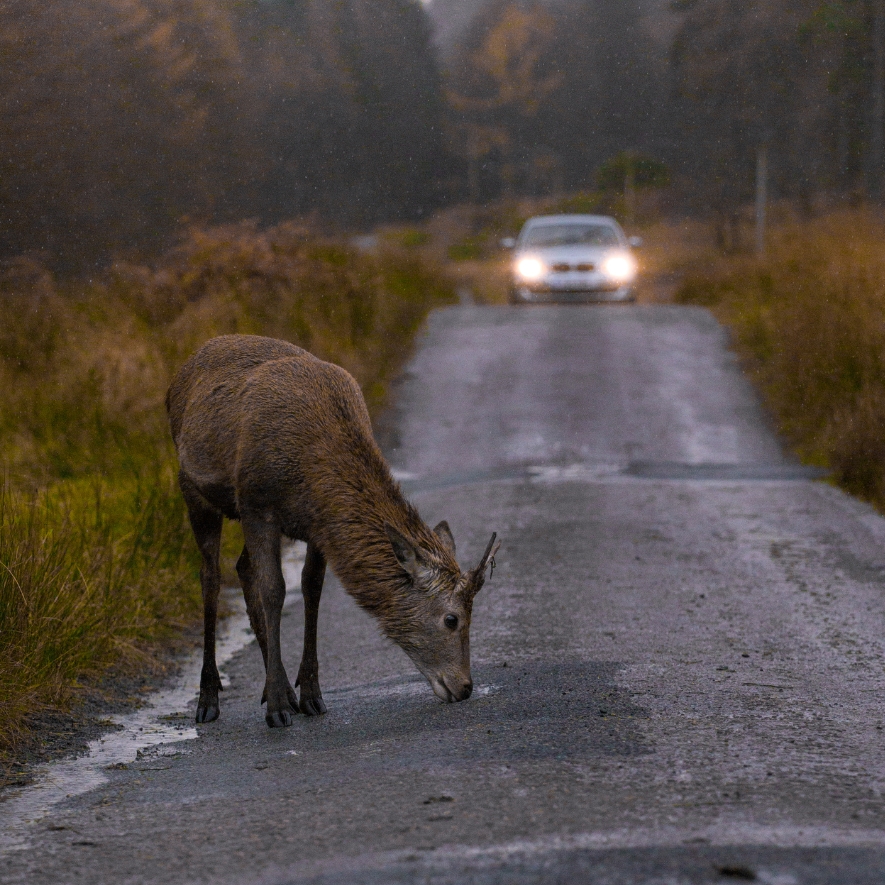 deer vehicle collisions are a big problem in the UK