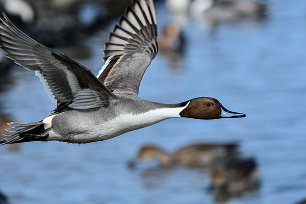 Northern Pintail