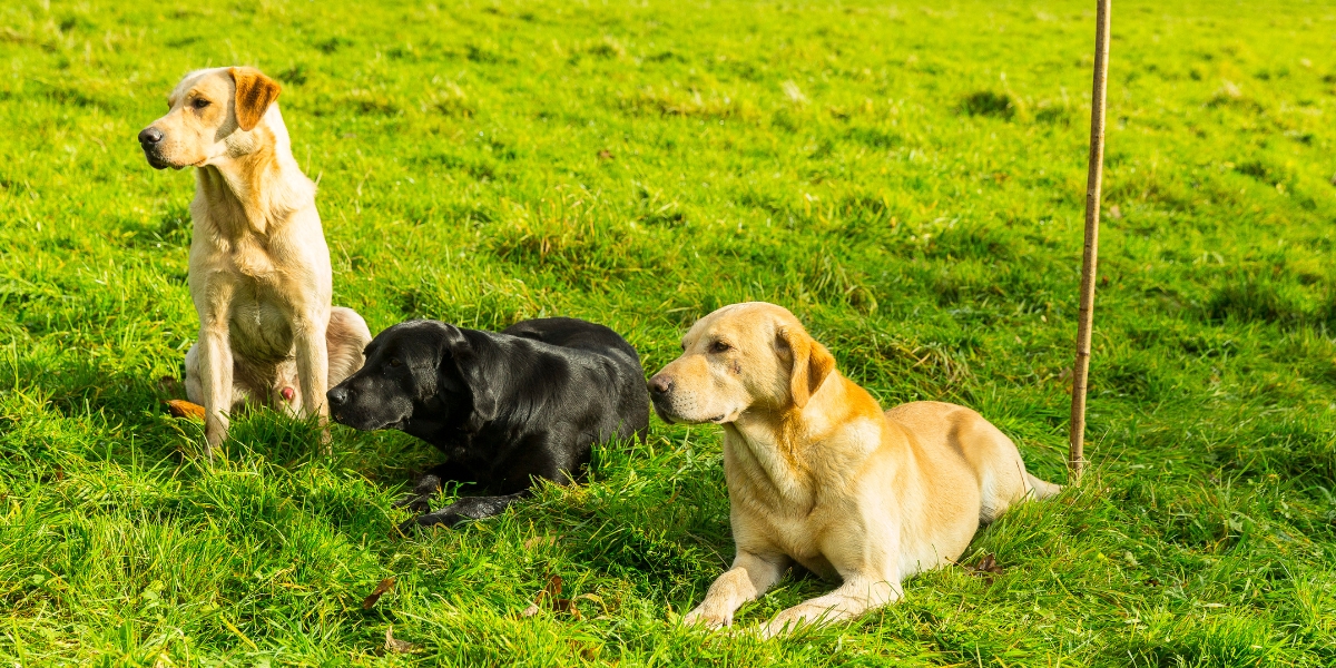 three Labradors in the field