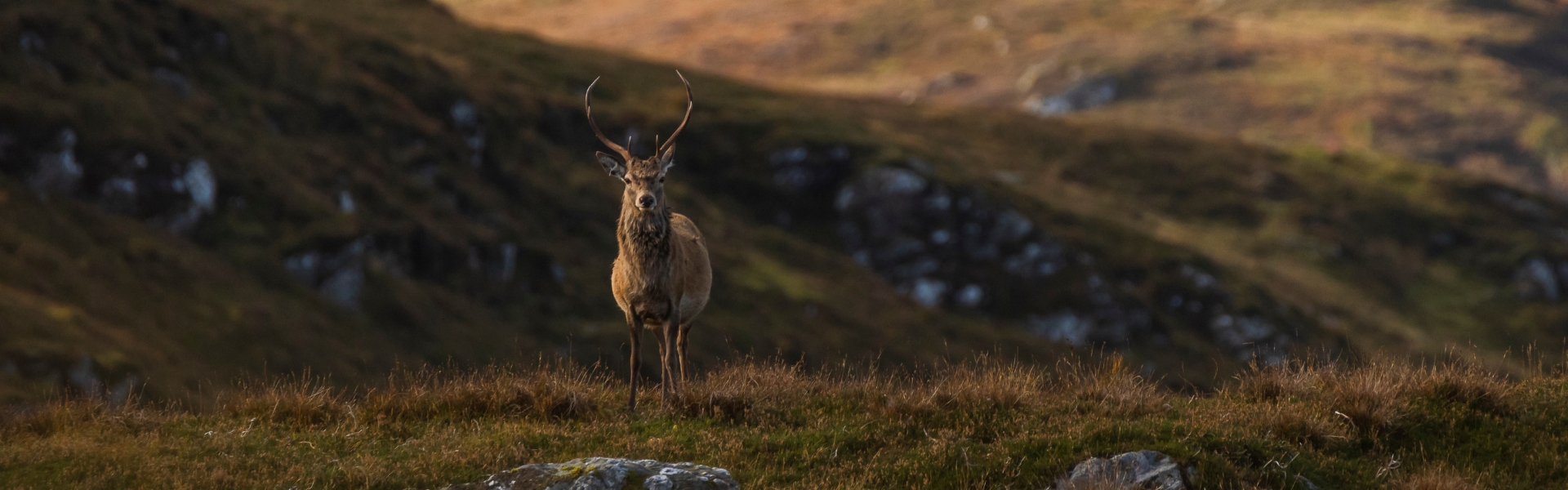 stag in Scotland