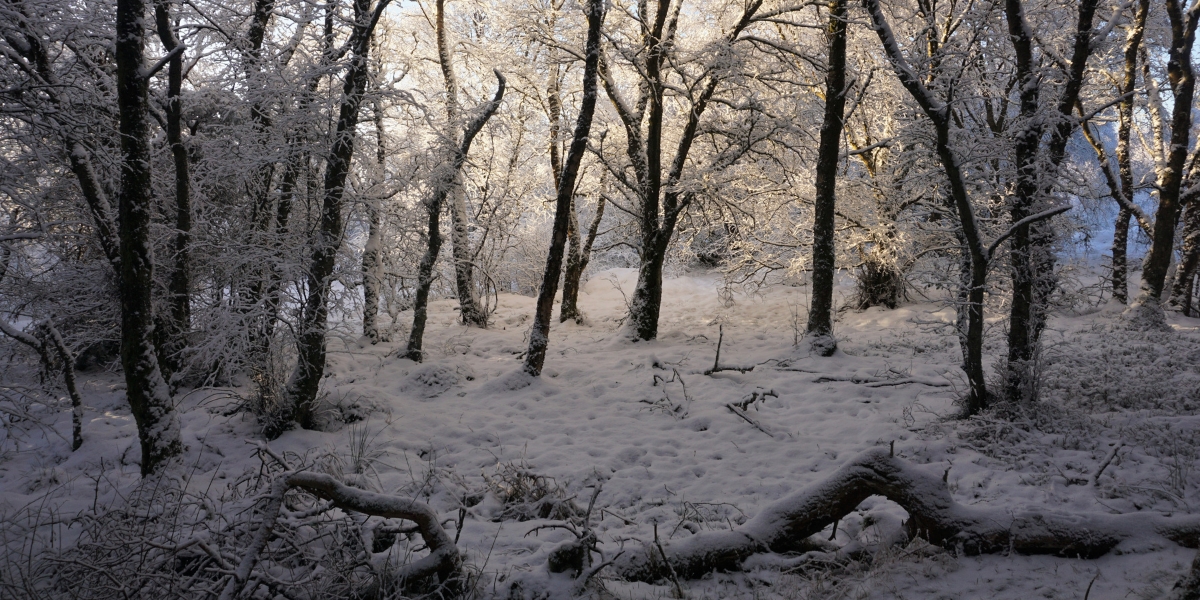 snowy woodland in winter