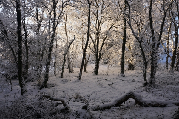 snowy woodland in winter