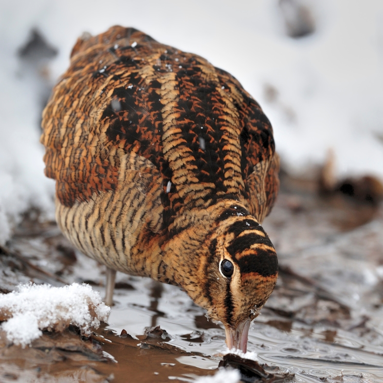 woodcock in the snow