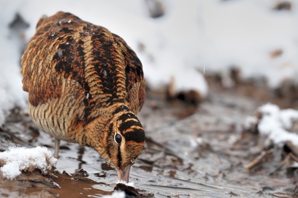 Woodcock in the snow