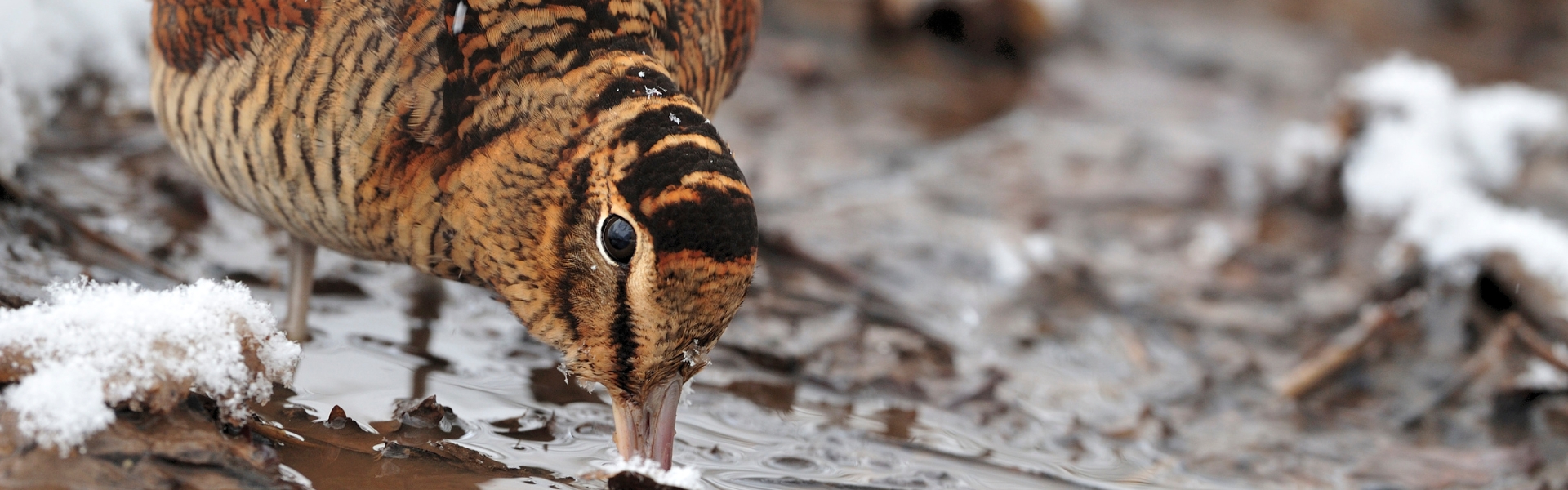 Woodcock in the snow