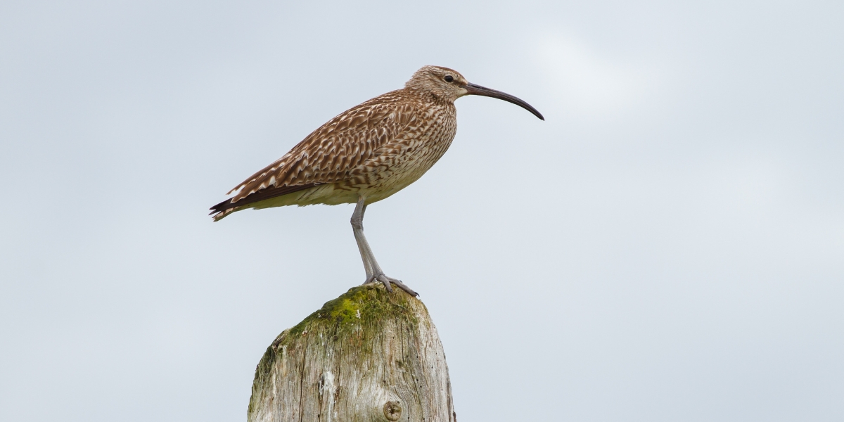 curlew on a post