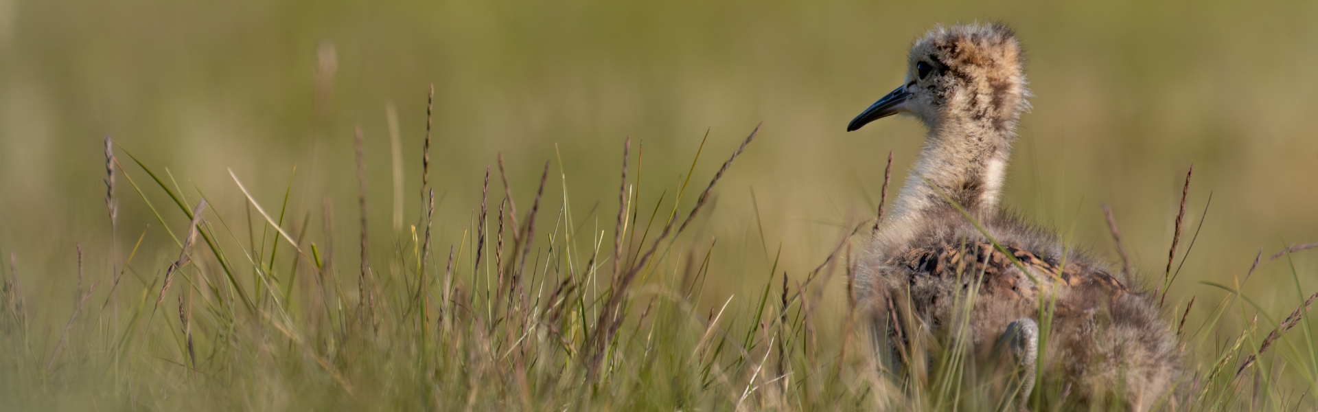 young curlew in grass