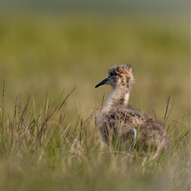 young curlew in grass