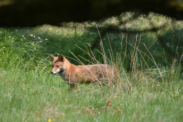 fox in grass