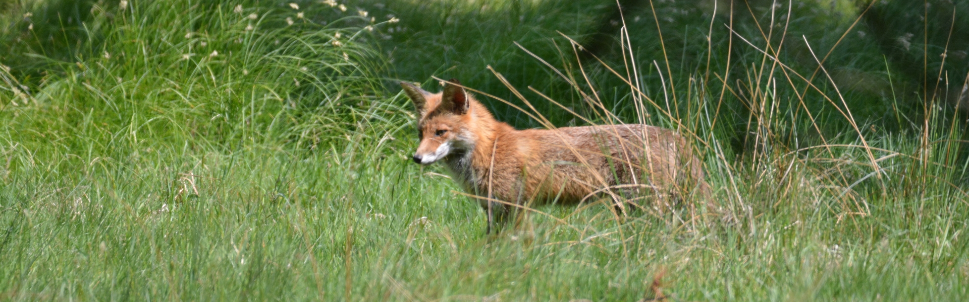 fox in grass