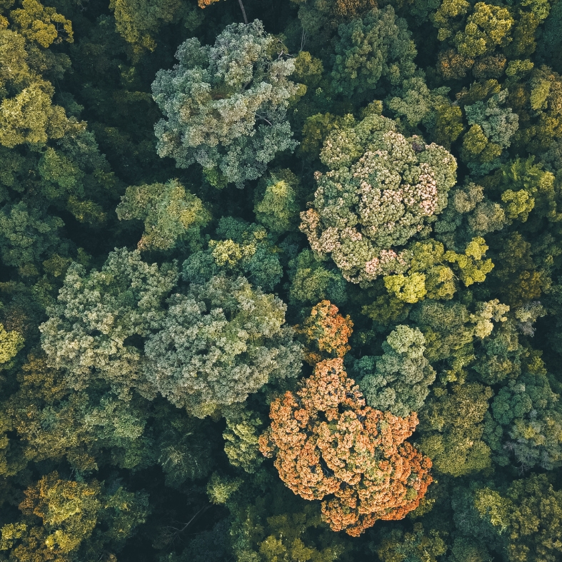 Trees from overhead