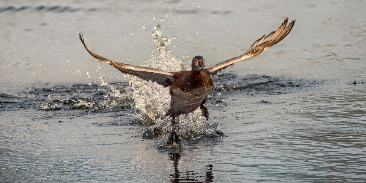 pochard taking off