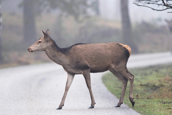 female red deer crossing a road