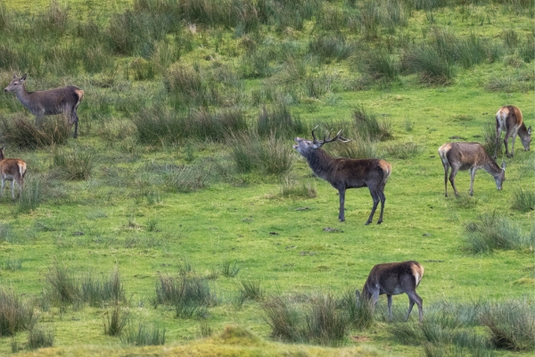 Herd of red deer in Scotland