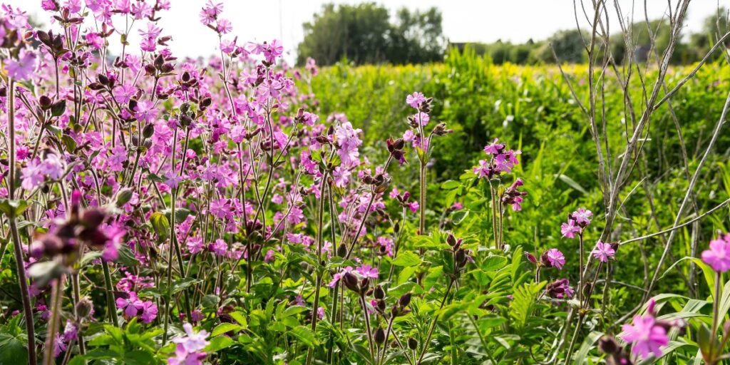 wildflower cover crop