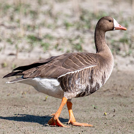 White fronted goose