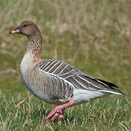 Pink footed goose