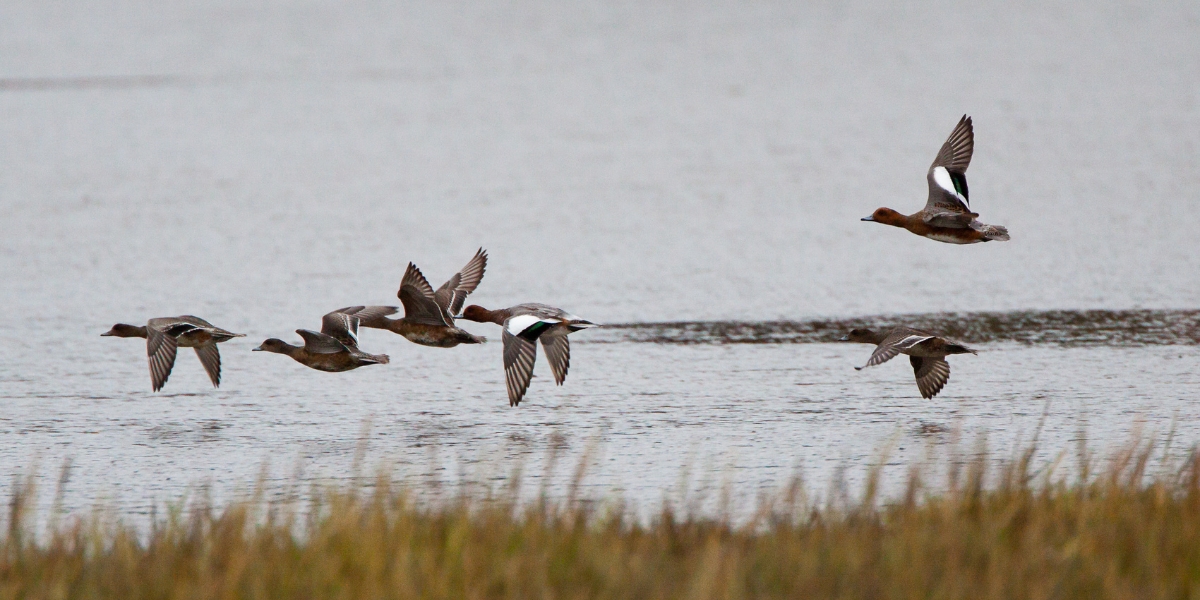 wigeon morning flight