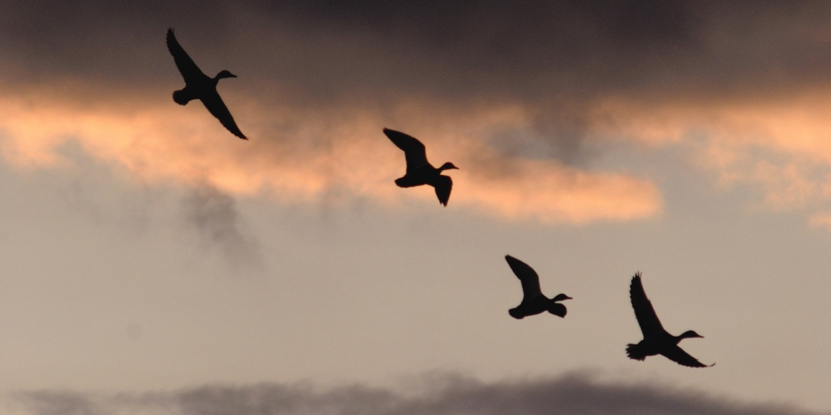 Mallard in flight