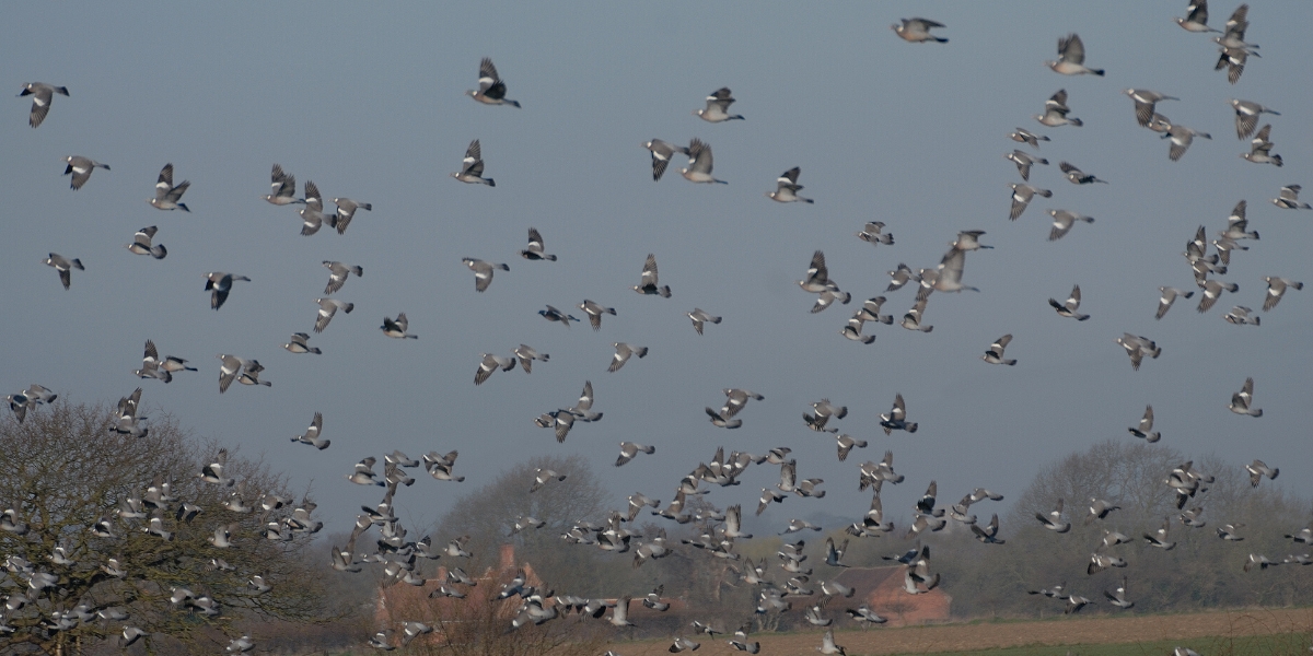 flock of woodpigeons