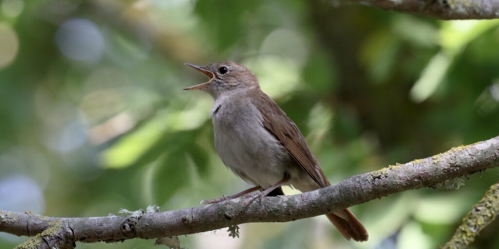 Nightingale Luscinia Megarhynchos